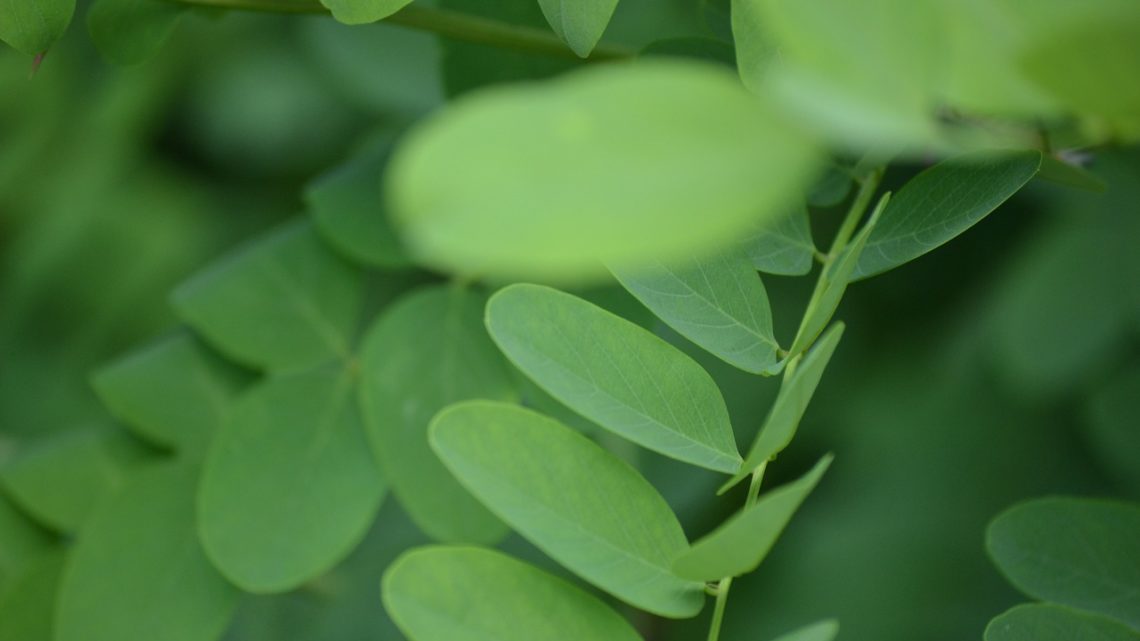 Moringa Oleifera; Propiedades y Contraindicaciones