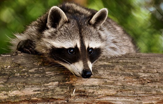 Faunia: Un parque temático de naturaleza en Madrid