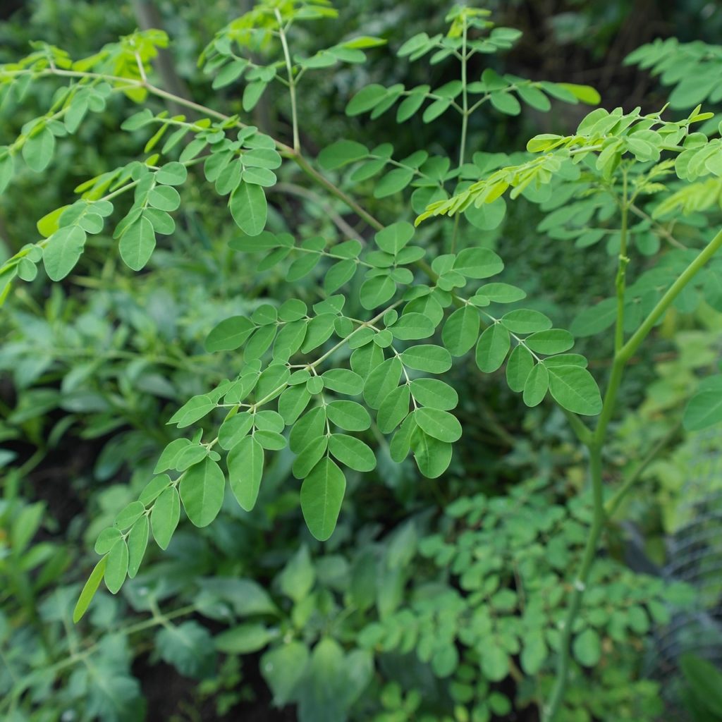 Dónde crece la Moringa