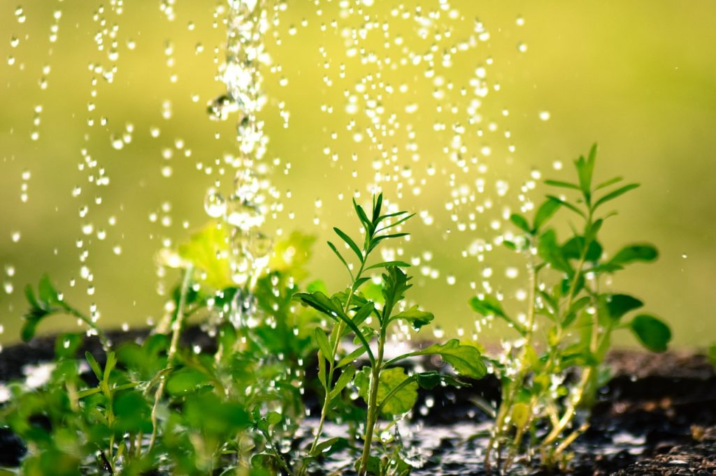 regar las plantas durante las vacaciones