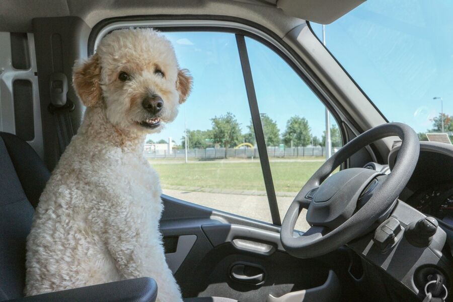 Consejos para viajar con mascotas